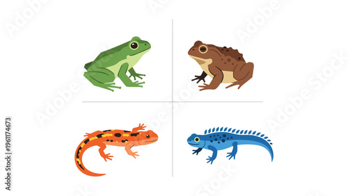 Four distinct amphibians and reptiles displayed in a comparative illustration