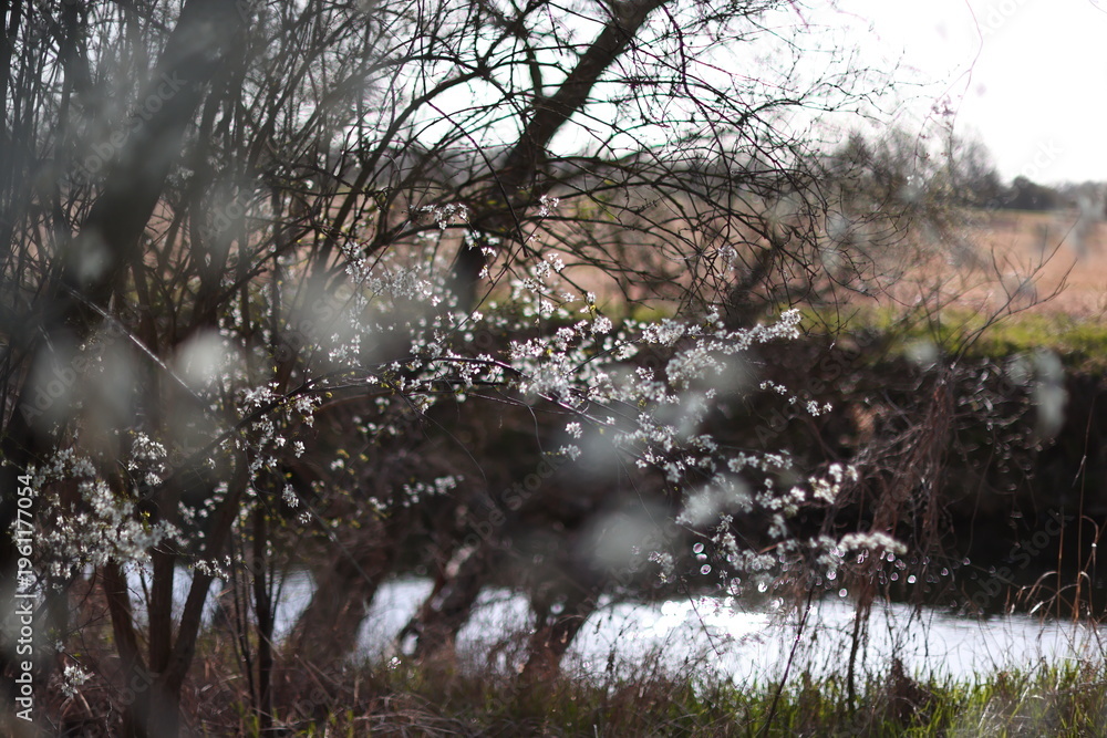 Fototapeta premium Frühling 