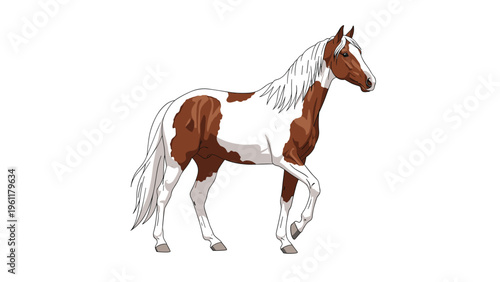 Elegant brown and white pinto horse with a long white mane and tail walks gracefully across a clean white background.