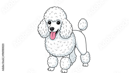 Elegant white poodle with a fluffy groomed coat stands and smiles with its pink tongue out against a white background.