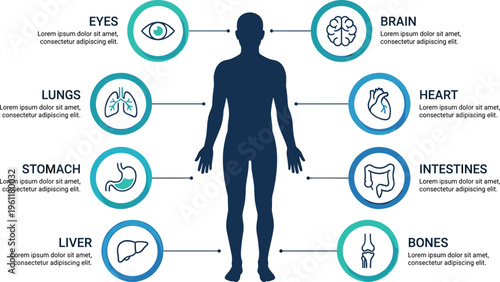 Human body organs diagram: eyes, lungs, stomach, liver, brain, heart, intestines, bones with descriptive text placeholders