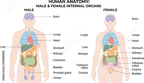 Human anatomy: male and female internal organs diagram showcasing brain, lungs, heart, liver, stomach, kidneys, intestines, bladder, reproductive organs