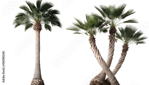 palm tree isolated on white