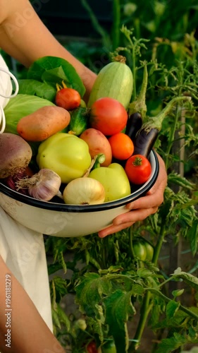 Vegetable harvest with a woman in a garden. Selective focus.