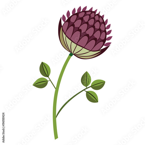 allium oreophilum flower with branch on white background
