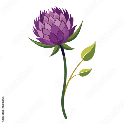 allium oreophilum flower with branch on white background