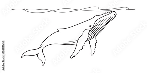 whale swimming underwater, line drawing of a humpback whale