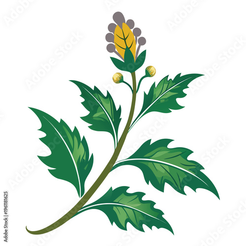 Obraz na plátně acanthus mollis flower on white background