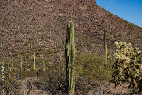 Organ Pipe Cactus National Monument - February 2026