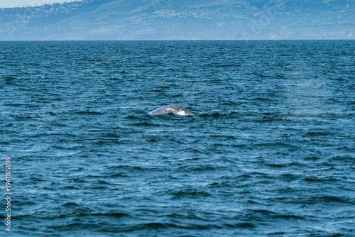 Grey whales off the Southern California coast February 2026
