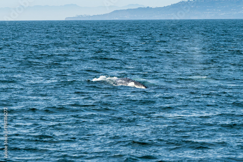 Grey whales off the Southern California coast February 2026