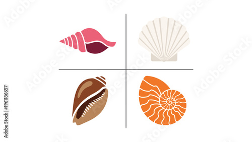 A collection of four distinct and colorful seashells displayed in pairs.