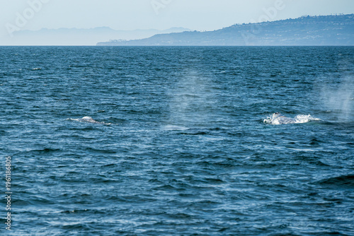 Grey whales off the Southern California coast February 2026