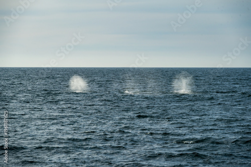 Grey whales off the Southern California coast February 2026