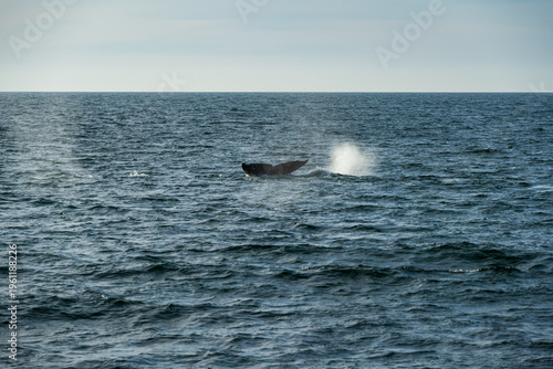 Grey whales off the Southern California coast February 2026