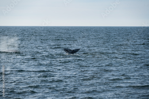 Grey whales off the Southern California coast February 2026