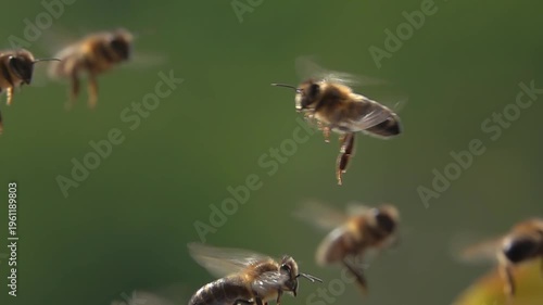  Bees flying, Honeybees. Slow motion