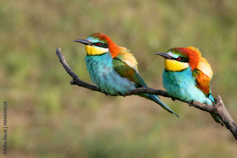 Fototapeta premium A pair of European Bee-eaters (Merops apiaster) perched on a dry branch, showcasing their vibrant colors and elegant silhouettes.