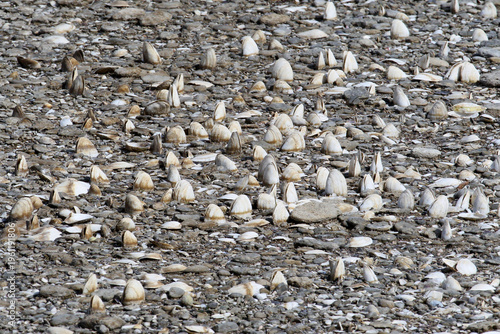 Konstfotografi Semi-open shells of the Jackknife Clam (Ensis leei) protruding from the wet sand on a sea beach