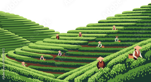 Terraced Farmland Landscape Vector