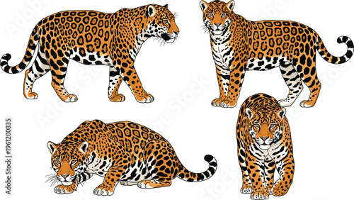 Leopard illustrations collection with realistic wild big cat poses, detailed spotted predator animals set, jungle wildlife vector illustration isolated on white background