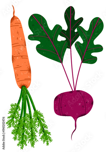 Fresh carrot and beetroot vegetables with leaves, vector illustration