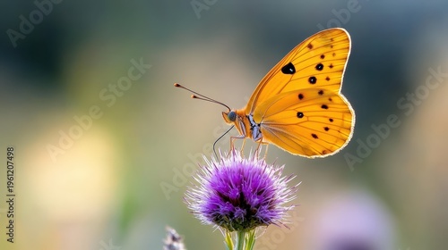 Common brimstone butterfly resting gracefully on a thistle bloom
