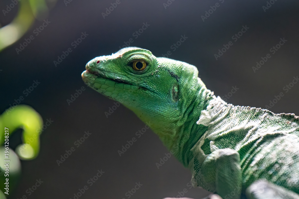 Fototapeta premium Green basilisk lizard close up photo