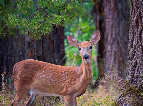 deer in the woods