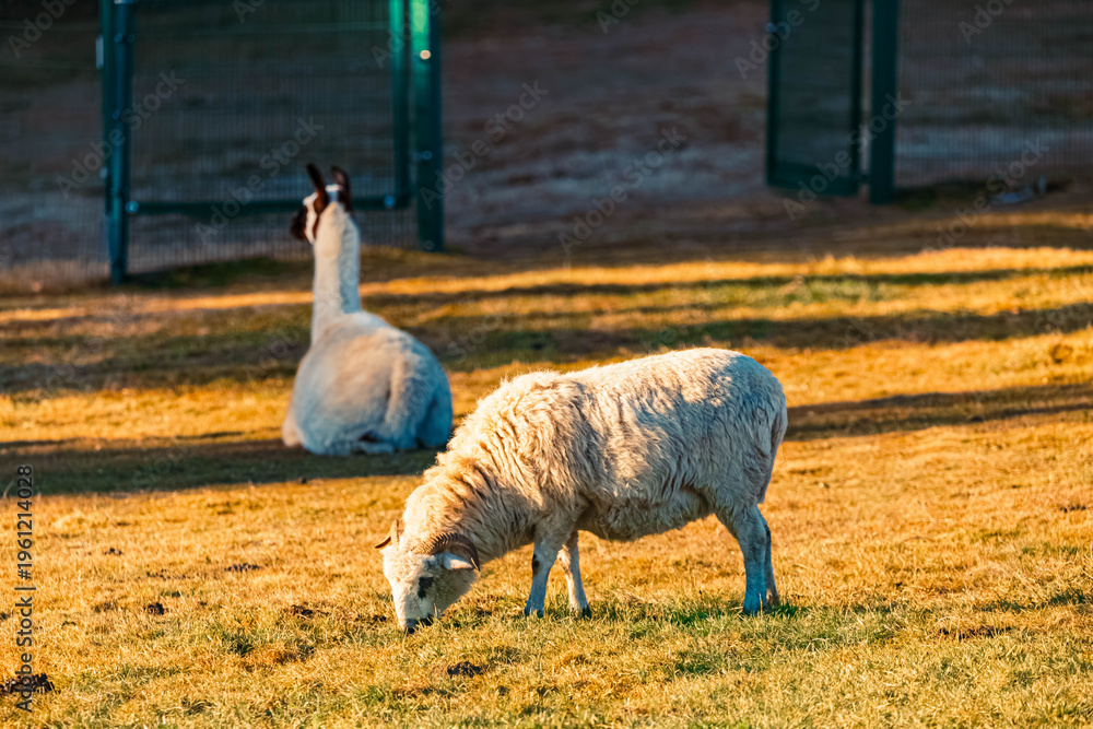 Naklejka premium Lama glama, llama, and a sheep on a sunny winter day near Waldwipfelweg amusement park, Saint Englmar, Straubing, Bogen, Bavarian forest, Bavaria, Germany