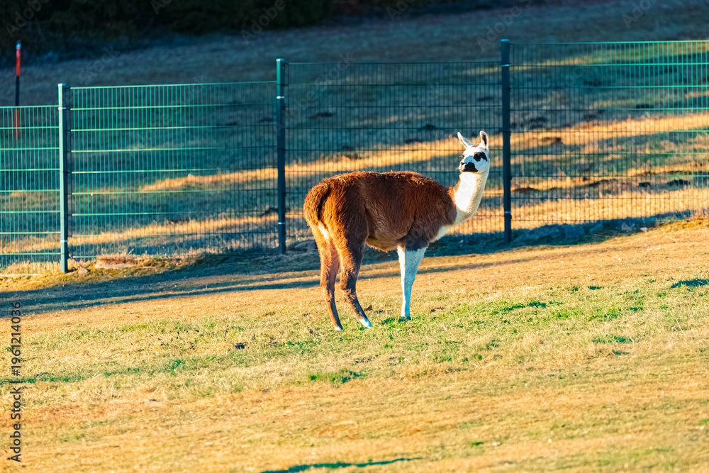Naklejka premium Lama glama, llama, on a sunny winter day near Waldwipfelweg amusement park, Saint Englmar, Straubing, Bogen, Bavarian forest, Bavaria, Germany