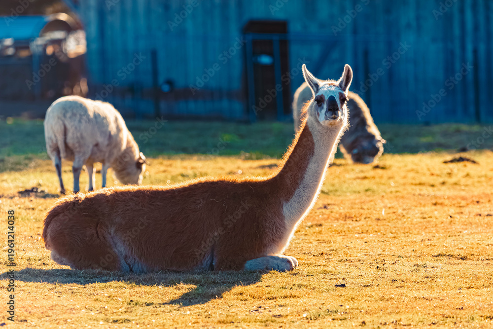 Naklejka premium Lama glama, llama, and a sheep on a sunny winter day near Waldwipfelweg amusement park, Saint Englmar, Straubing, Bogen, Bavarian forest, Bavaria, Germany