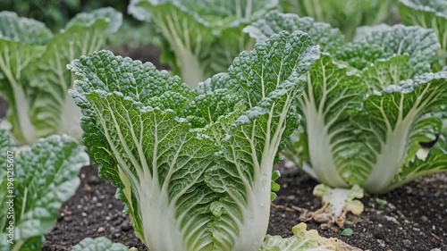 Close-Up of Fresh Napa Cabbage Growing in a Garden Field