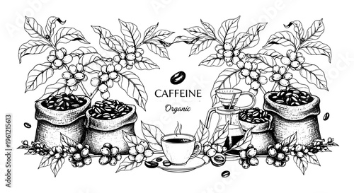 Coffee beans and branches with bags, a cup of coffee, and a pour-over brewing set, organic caffeine illustration