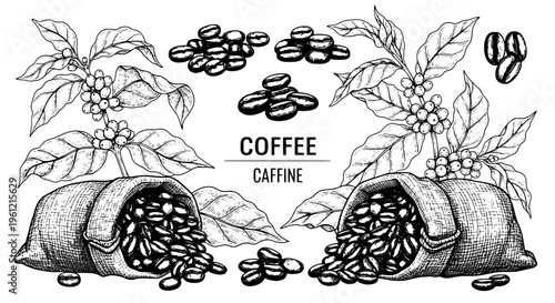 Coffee beans in sacks with plant branches and scattered beans, hand-drawn sketch style with botanical elements.
