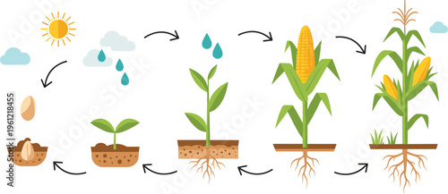 Corn Growth Stages Vector Illustration Showing Seed Germination, Plant Development, Water Cycle and Maize Farming Process Infographic Design