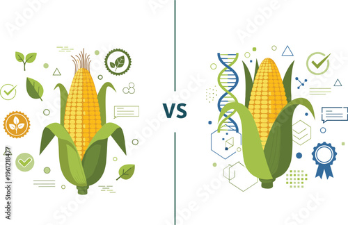 Organic vs Genetically Modified Corn Comparison Vector Illustration with GMO DNA Symbol, Natural Farming Elements and Agricultural Concept Design
