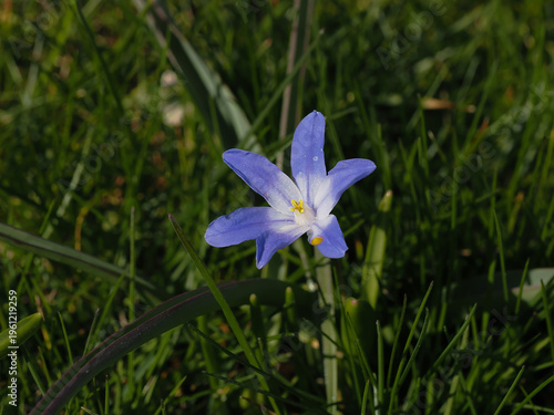Sternhyazinthe