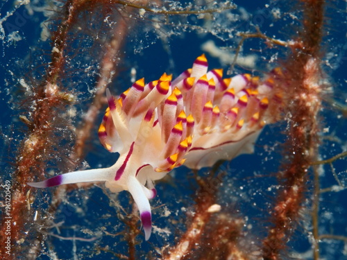 nudibranch underwater nice colors of the marine life