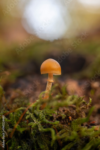mushroom in the forest