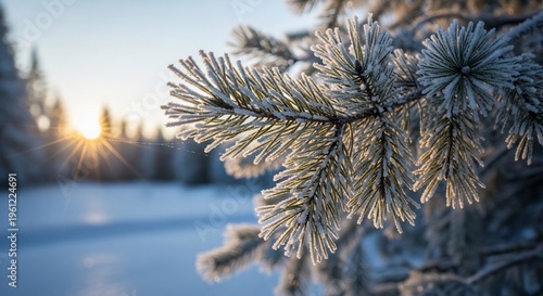 Close up of frost covered pine tree branch with sun setting in background.