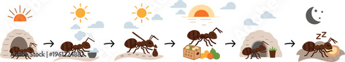 Ant Daily Routine Vector Illustration Showing Nest Life Cycle, Foraging, Food Collection and Day to Night Activity Process Infographic