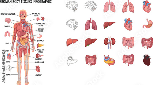 Human body tissues infographic showing internal organs and anatomical systems with labels