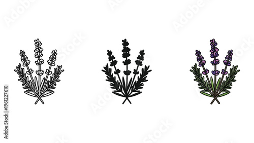 Lavender Herb Botanical Vector Commercial