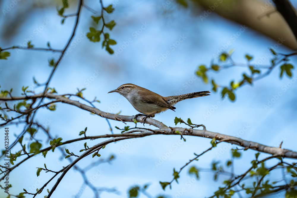 Obraz premium Bewick's Wren Bird