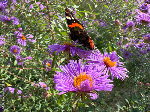 Quadro su tela Butterfly on aster flower.
