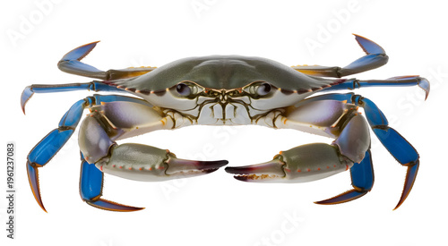 Blue crab vector featuring detailed shell, claws, and marine wildlife concept isolated on white background for ocean and seafood design use.