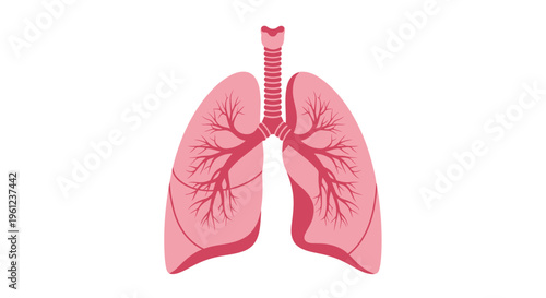 Anatomical illustration of healthy lungs with detailed branching structure silhouette