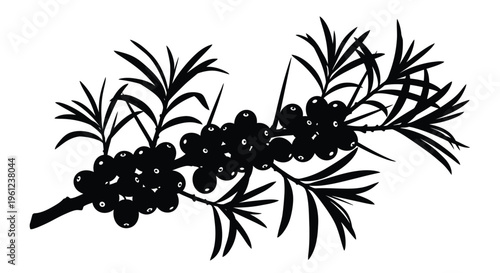 Juniper branch with berries depicted in a stark black silhouette