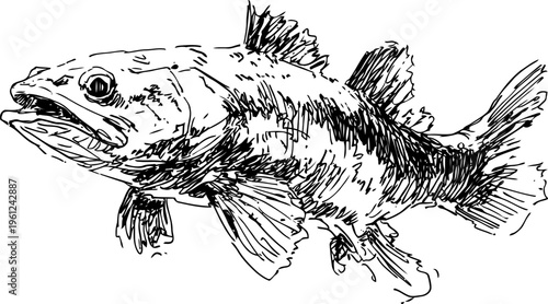 detailed hand drawn fish illustration with textured scales and fins, aquatic marine wildlife sketch